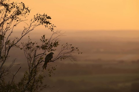 Red Kite