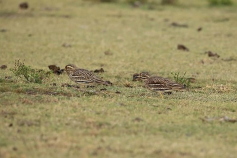 Indian Stone-curlew