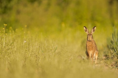 European Hare