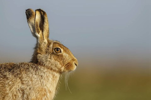 European Hare
