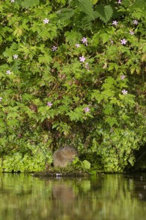 Water Vole