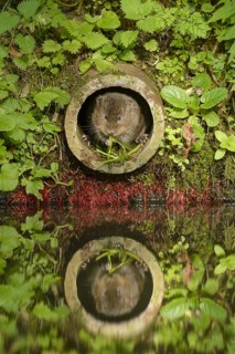 Water Vole