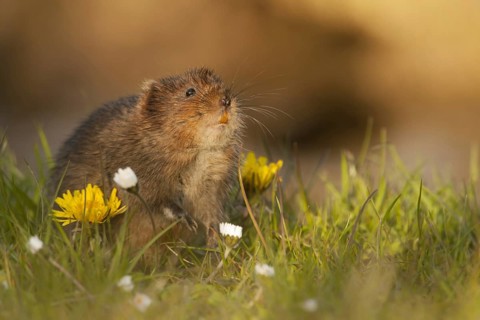 Water Vole