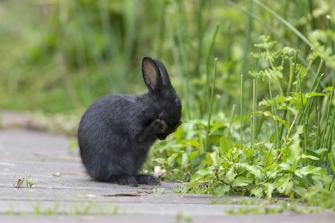 European Rabbit