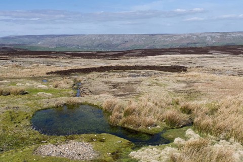 Uplands habitat on Grinton Moor in the Yorkshire Dales National Park