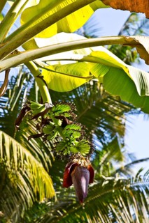 Banana plants with blossom and fruit stand