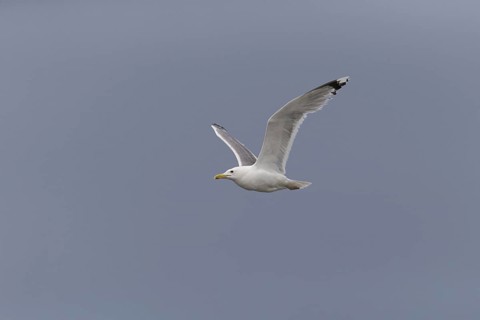 Caspian Gull