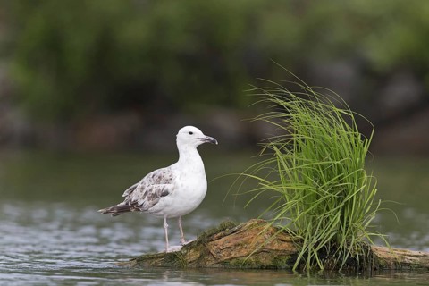 Caspian Gull