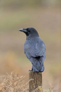 Common Raven