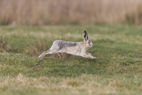 European Hare
