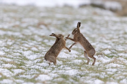 European Hare