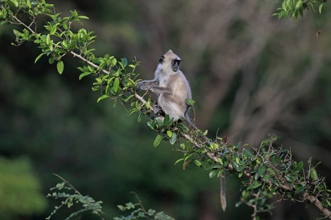 Tufted Grey Langur