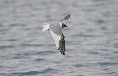 Sabine's Gull