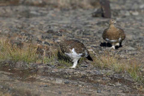 Ptarmigan