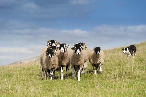 Border collie sheepdog working a flock of swaledale sheep in an upland pasture