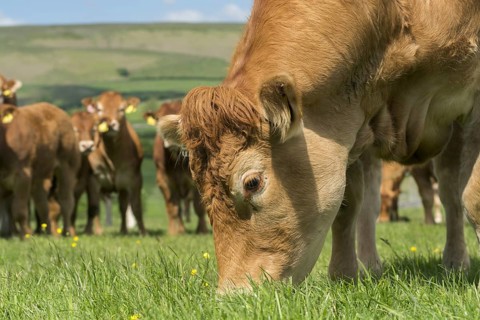 Limousin cows and calves in lush pasture