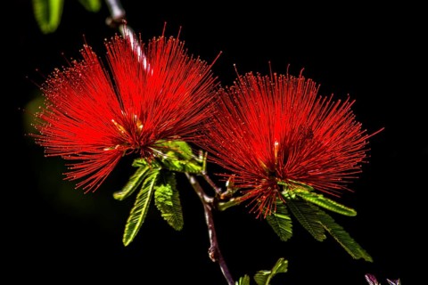 Powder Puff Shrub