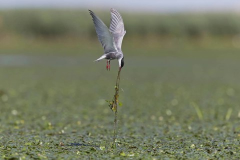 Whiskered Tern