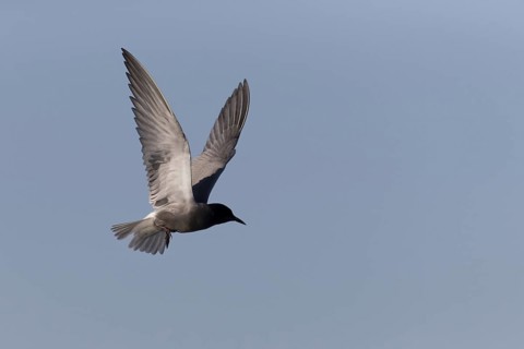 Black Tern