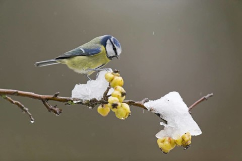 Blue Tit