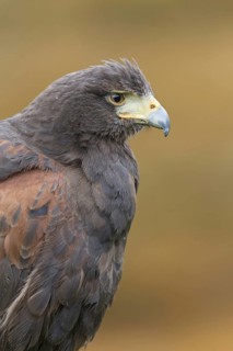 Harris' Hawk