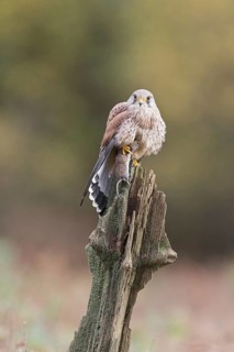 Common Kestrel
