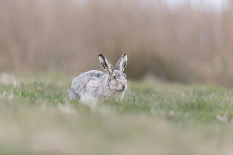 European Hare
