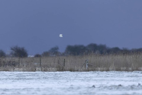 Barn Owl