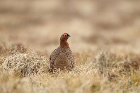 Red Grouse