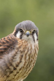 American Kestrel