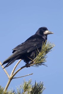 Rook
