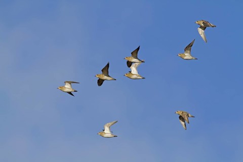 Eurasian Golden Plover