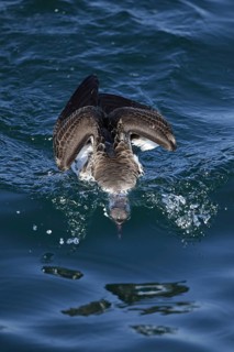 Great Shearwater