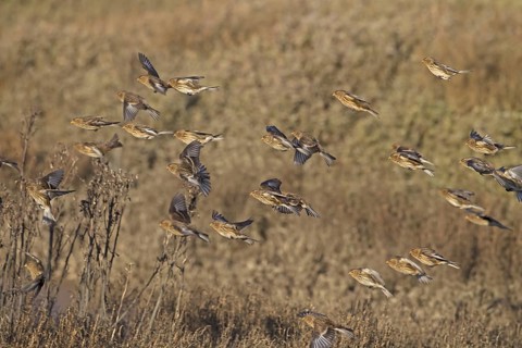 Twite