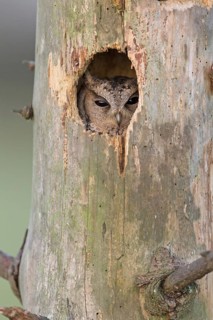 Sunda Scops-owl