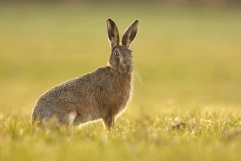 European Hare