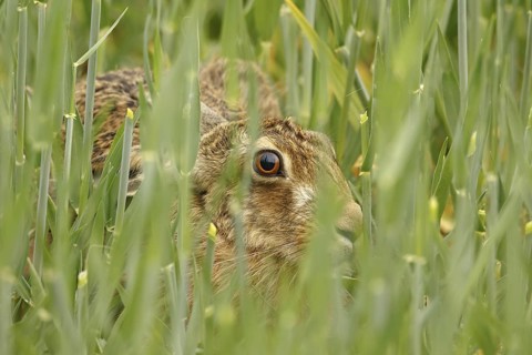 European Hare