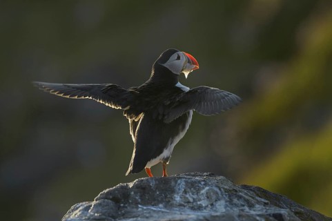 Puffin
