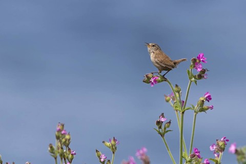 Eurasian Wren