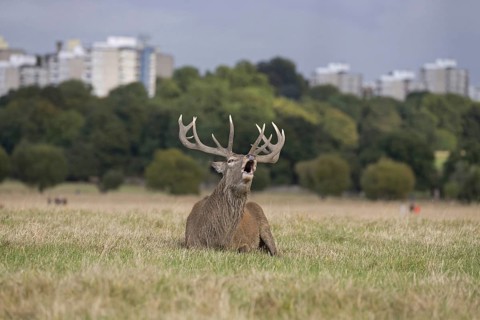 Red Deer