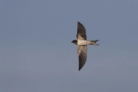 Barn Swallow