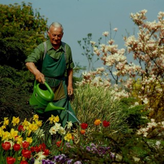 Amateur gardener watering