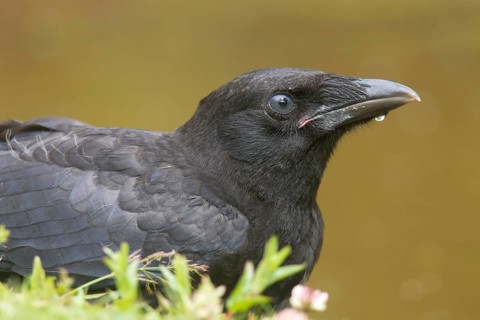 Close up of juvenile Carrion Crow