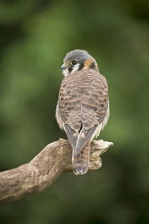 American Kestrel