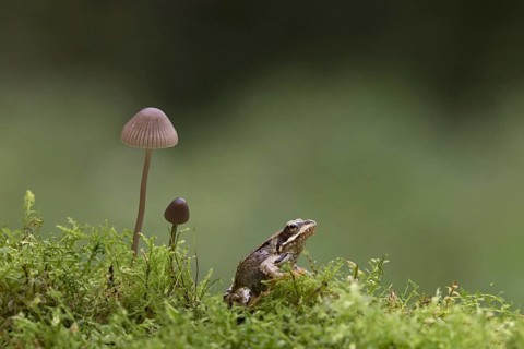 Common Frog