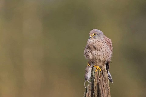 Common Kestrel