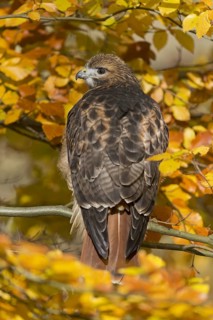 Red-tailed Hawk