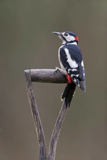 Great Spotted Woodpecker