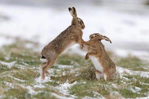 European Hare