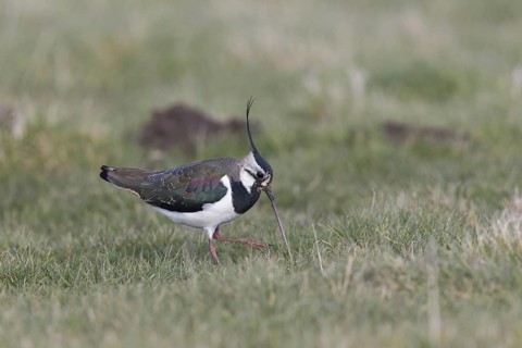 Northern Lapwing